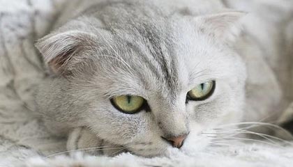 乐鱼彩票-体育课程多元化改革对学生学习成效的影响，体育多元化的好处